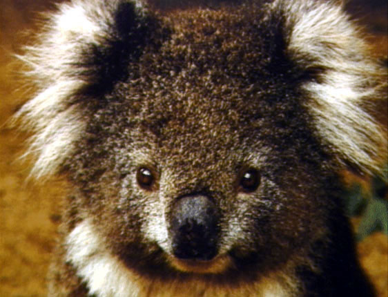 photo of koala