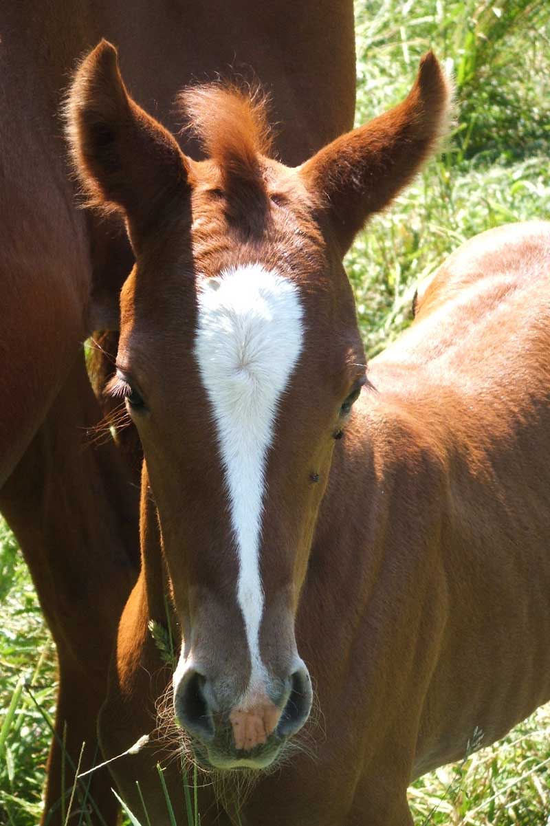 photo of an Arabian filly