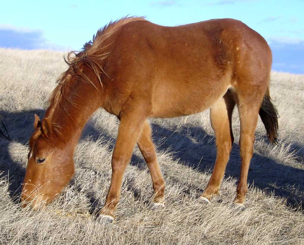 photo of an Arabian horse