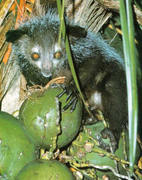 photograph of an amiable aye-aye