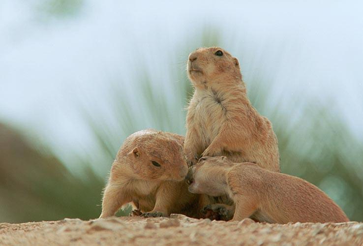 photo of prairie dogs