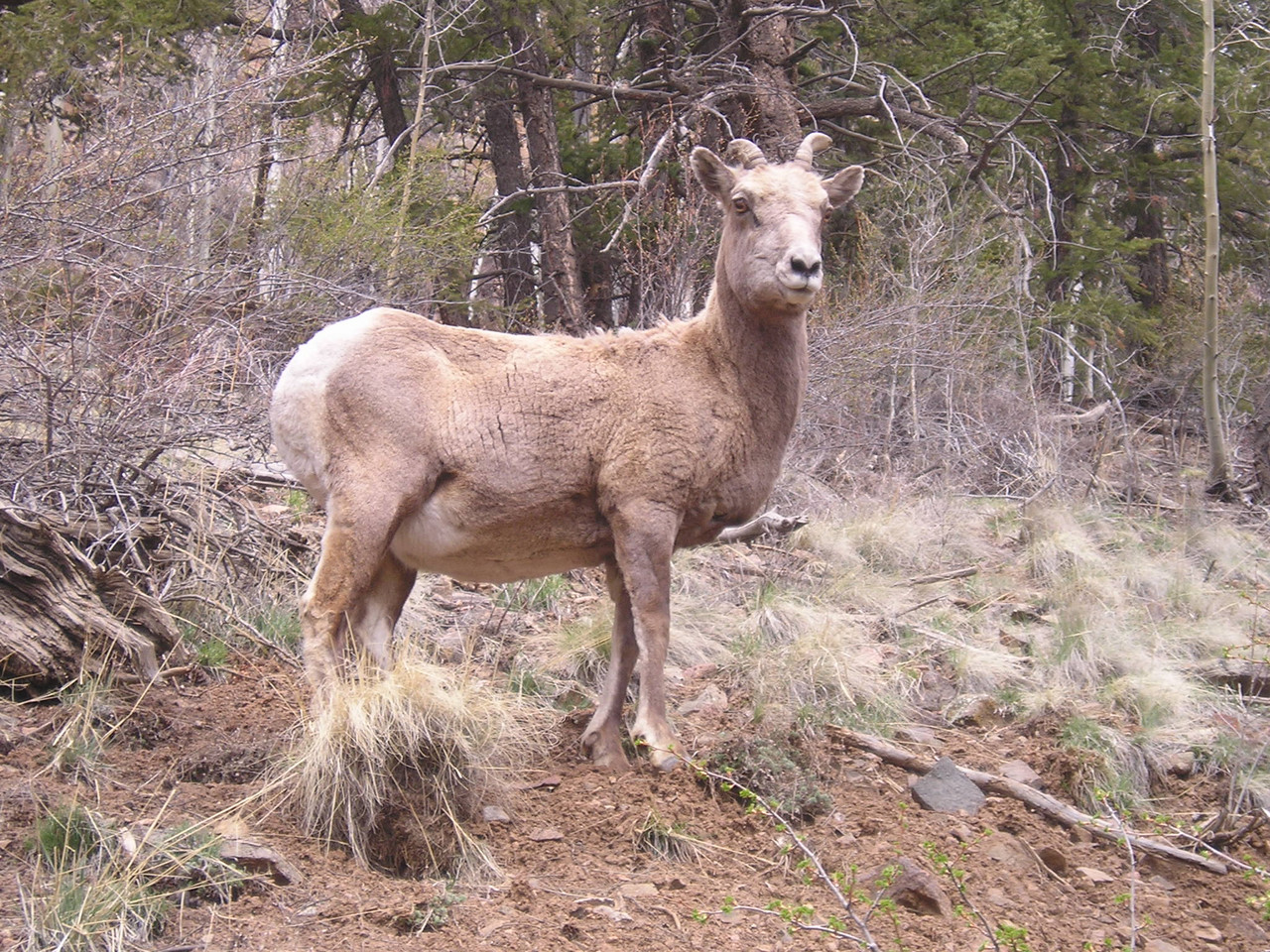 photograph of bighorn sheep