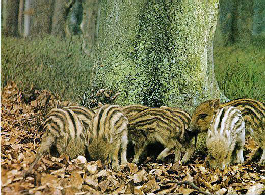 photograph of a young piglets