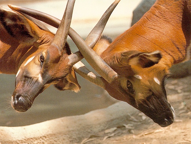 photo of butting bongos