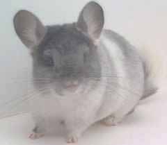 photograph of chinchilla