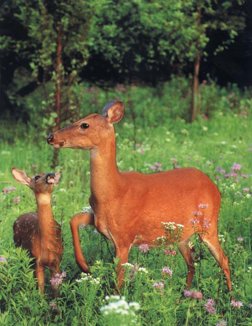 photograph of a baby deer and her mother