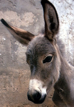 photo of donkey