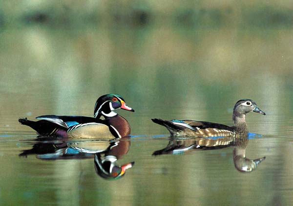 photo of a pair of ducks