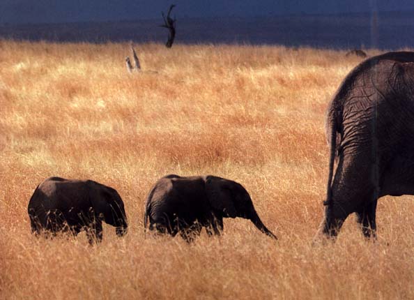 photo of elephants in the water