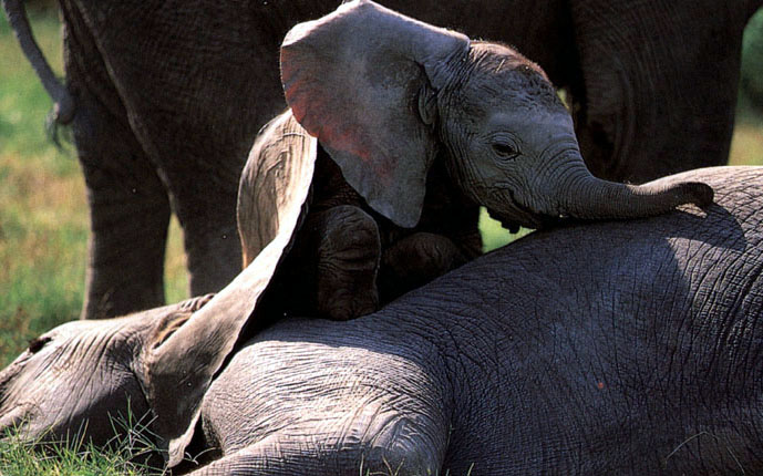 photo of  young elephant