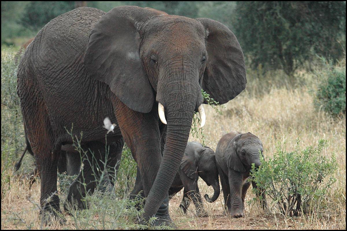 photo of elephants