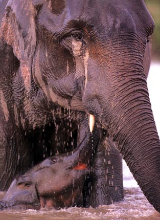 photo of elephants in the water