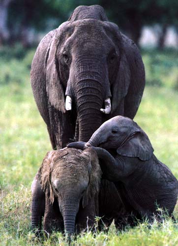 photo of elephants in the water