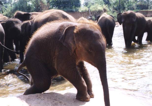 photo of a baby Indian elephant