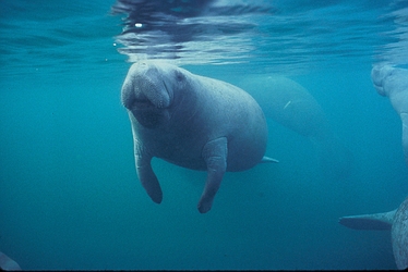 photograph of a Florida manatee