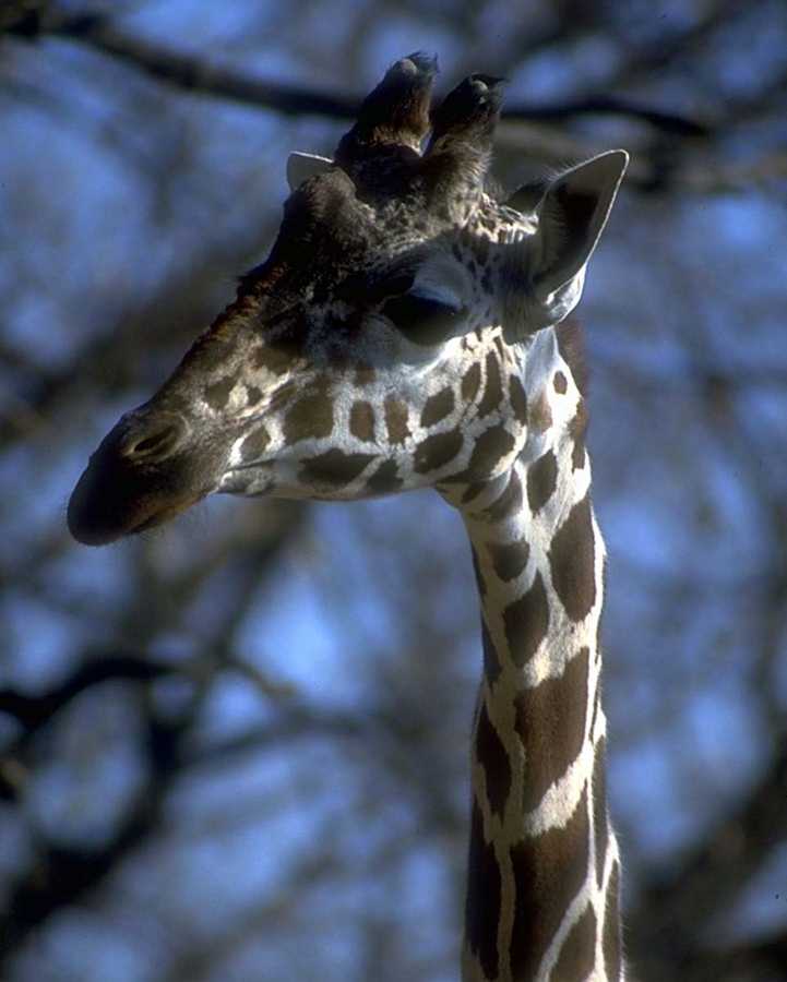 photo of young giraffe