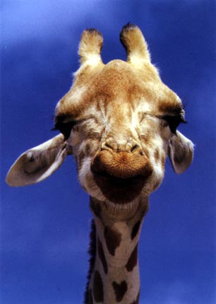 photo of giraffe