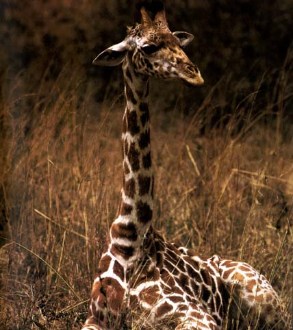 photo of young giraffe