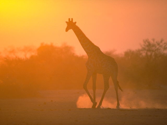 photo of giraffe