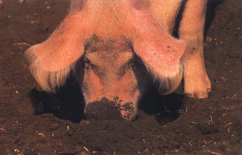 photograph of happy piglets