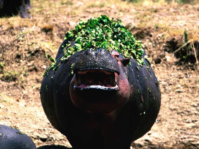 photograph of a hippopotamus