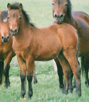 photo of horses