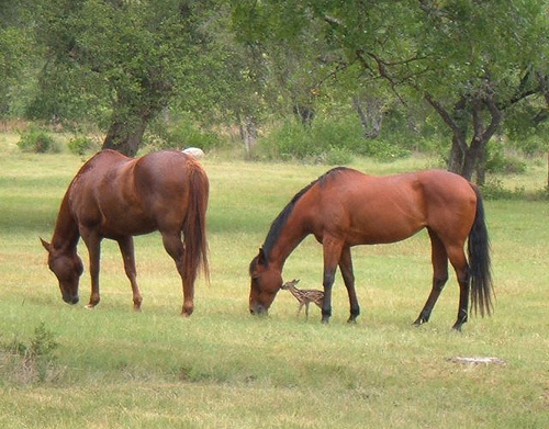 photo of horse and foal