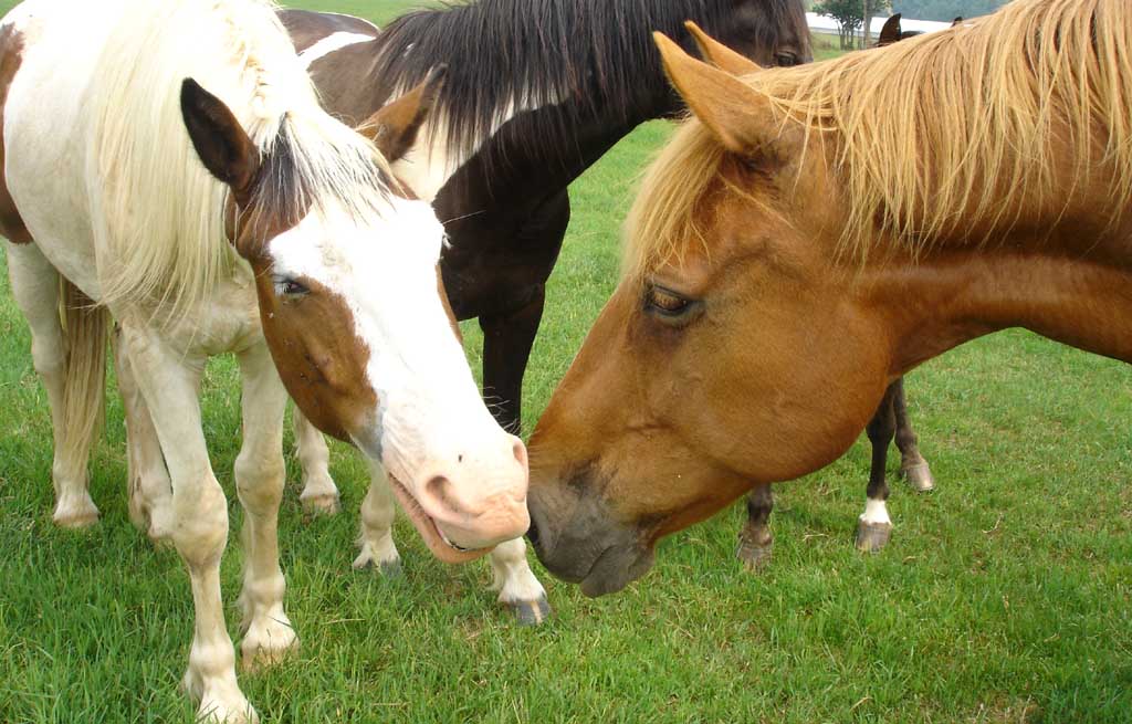 photo of horses nuzzling