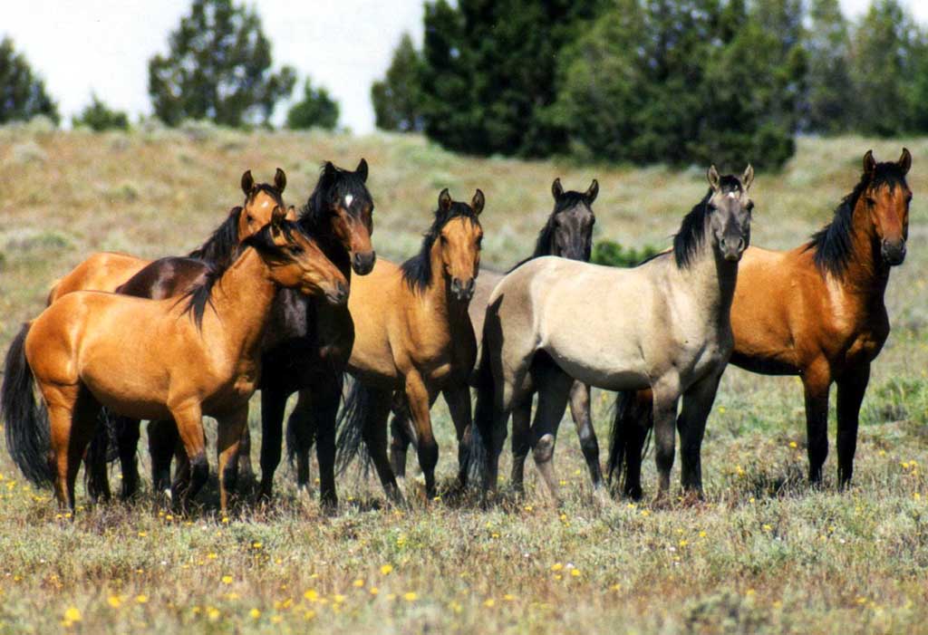 photo of wild horses