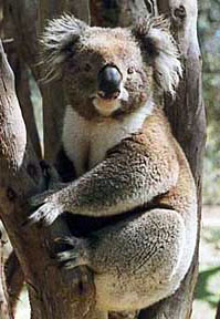 koala photo