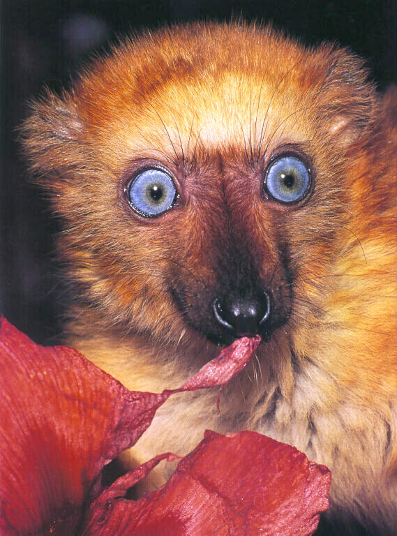 photograph of a blue-eyed lemur