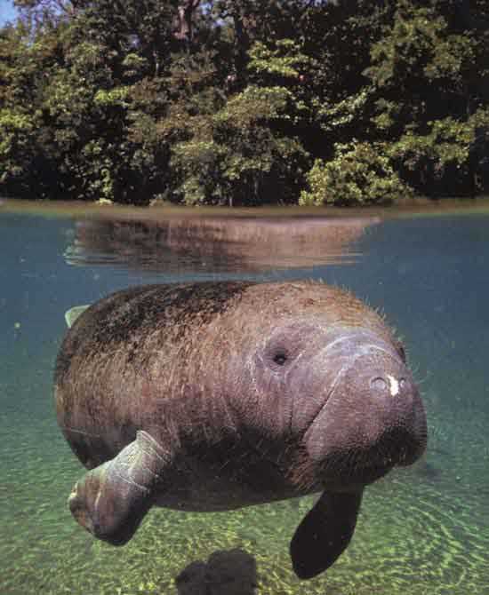 photograph of a manatee