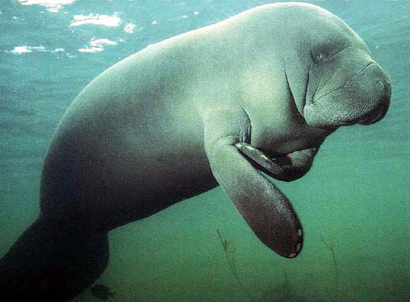 photograph of manatee