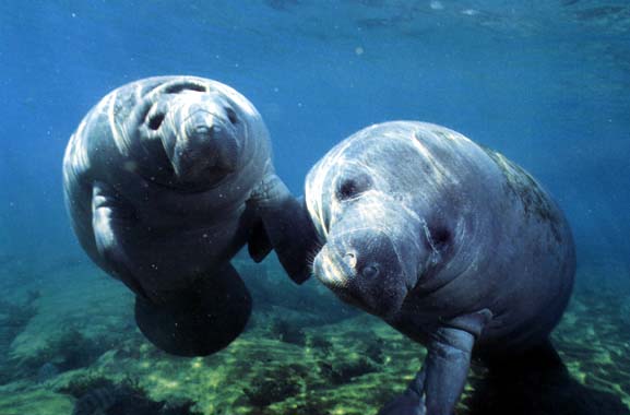 photograph of a pair manatees