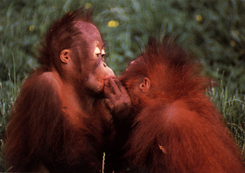 orang utans