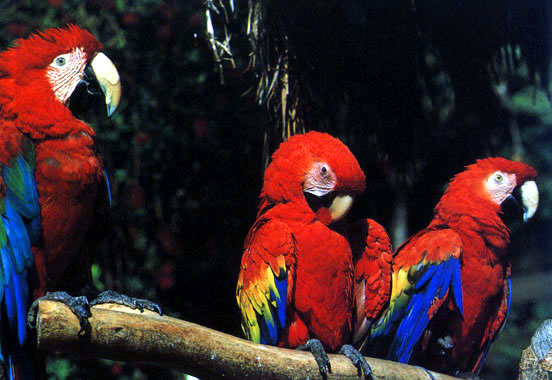 three parrots