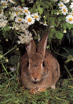 rabbit photographed outside its burrow