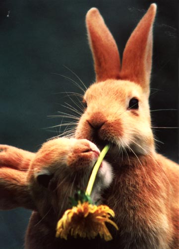 photo of rabbits nibbling