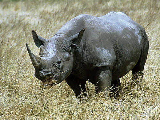 rhinoceros photo