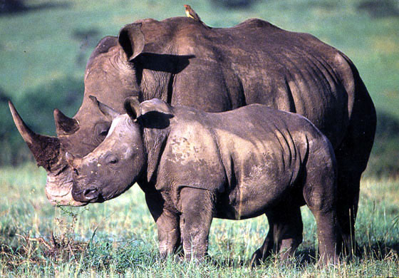 rhinoceros photo