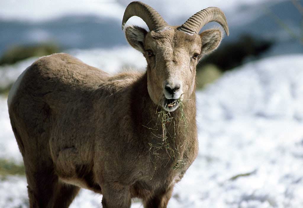 photograph of sheep close-up