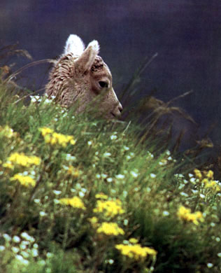 photograph of sheep in the grass