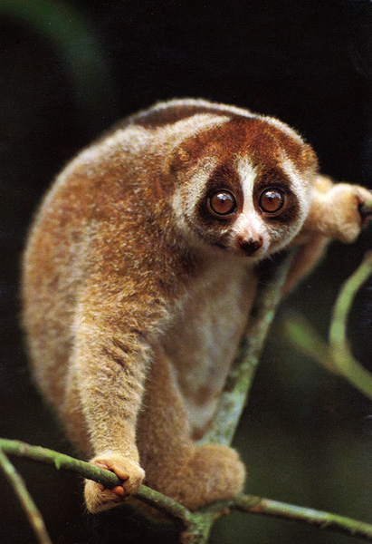 photograph of slow loris