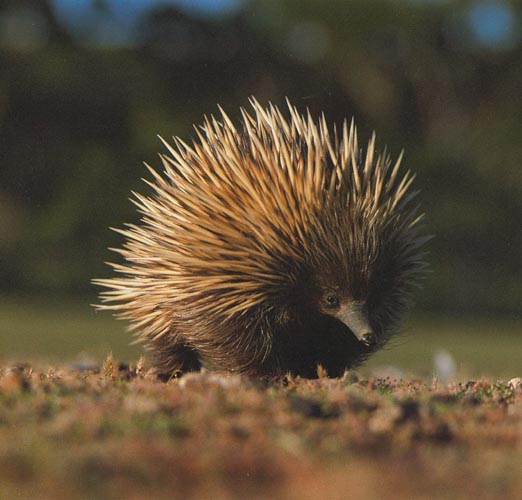 picture of an echidna