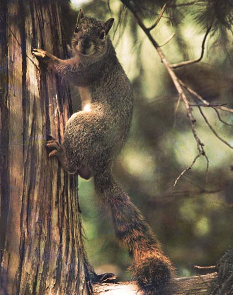 photo of a very cute squirrel