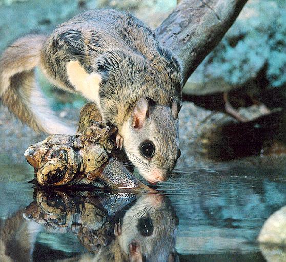 photo of young squirrel