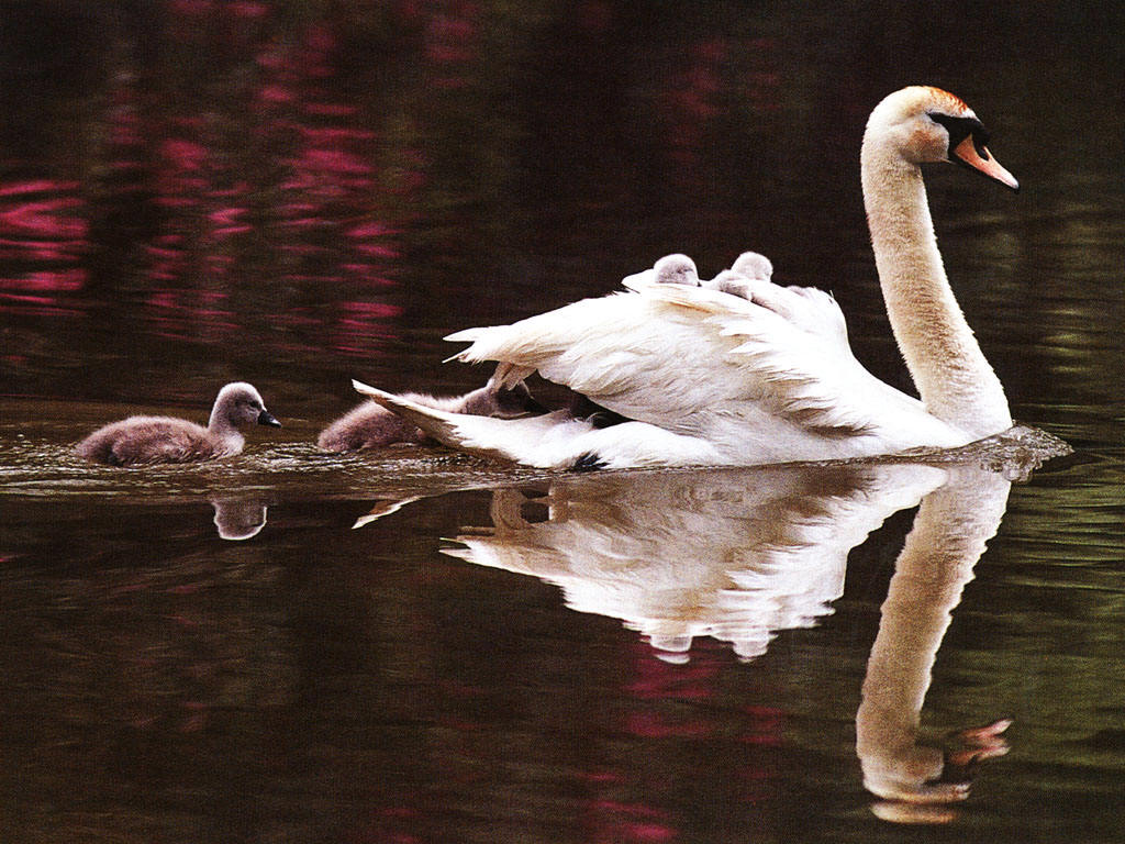 photo of swans