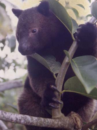 photograph of tree kangaroo