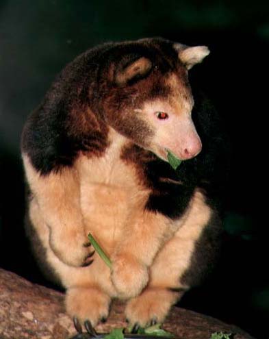 photograph of a tree kangaroo