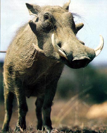 warthog photograph